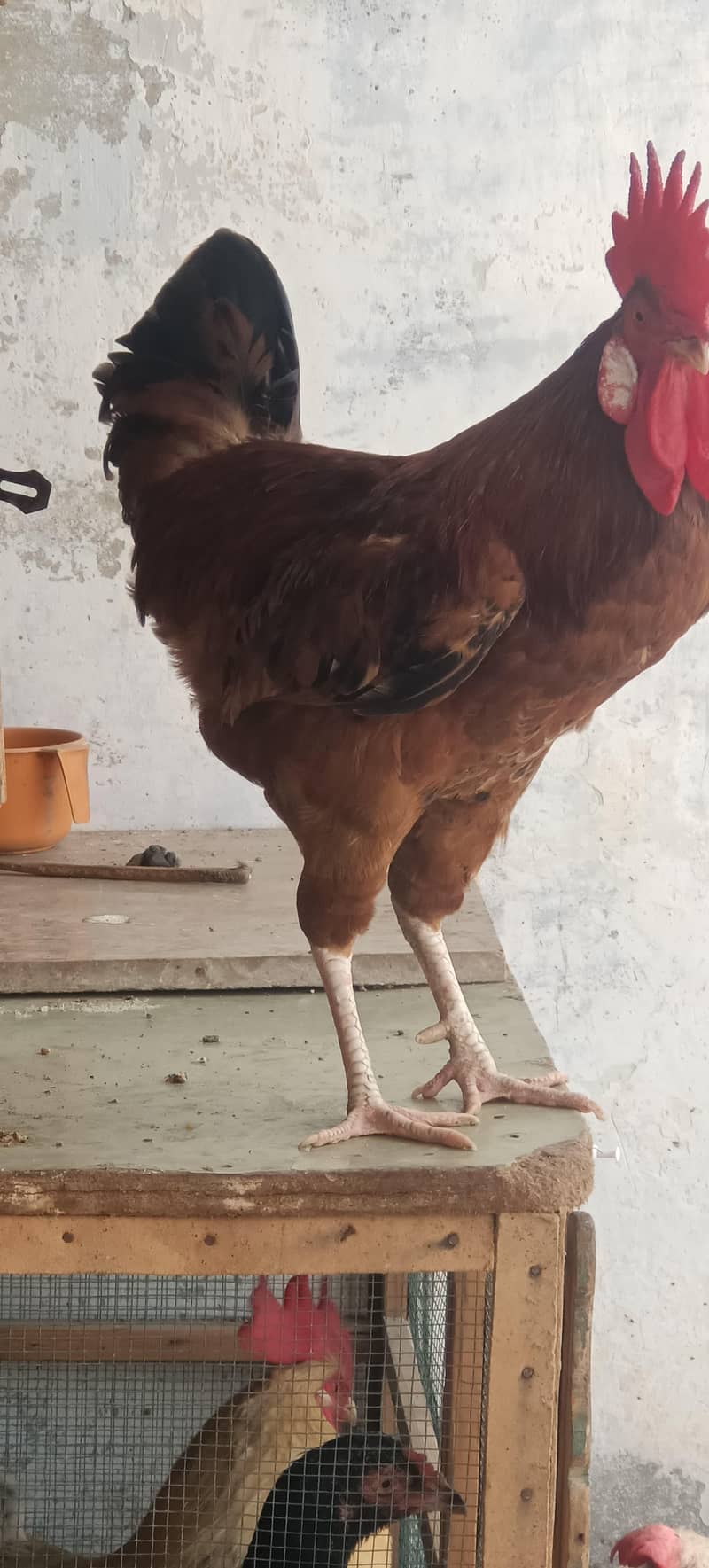 Red rooster 2