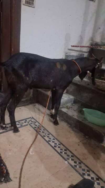bakra chatra goat 03448502692