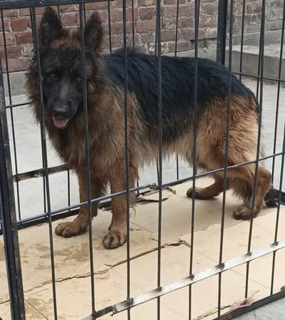 BLACK ten GERMAN SHEPHERED/ PEDIGREE BLACK  GERMAN SHEPHERED