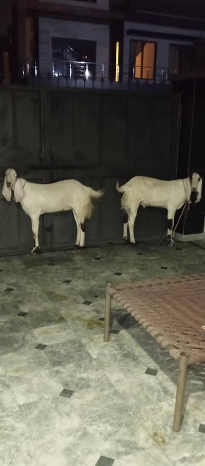 2 bakary khasi ha