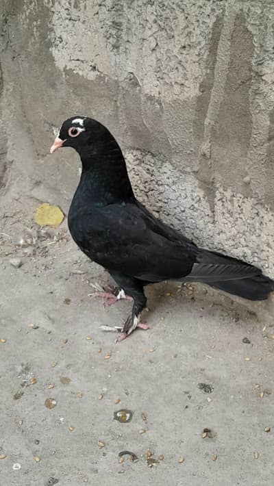 Fancy Bird Female for Sale