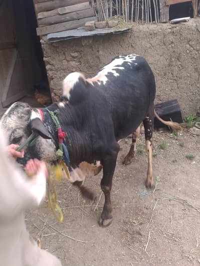 Bull for sale in abbottabad