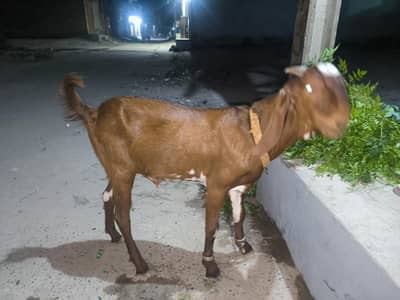 bakra for sale
