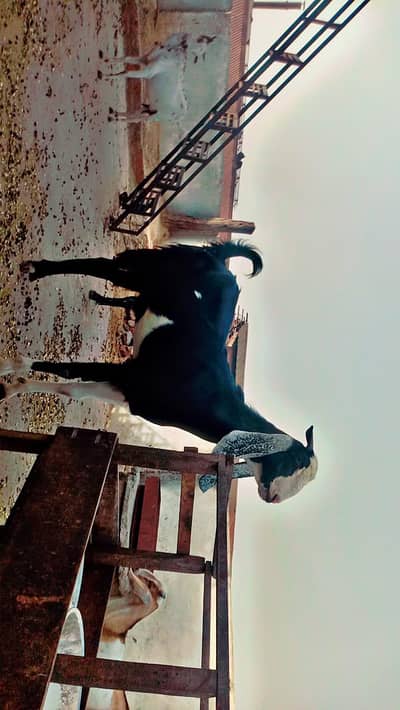 2 dant and 4 dant 2 bakre