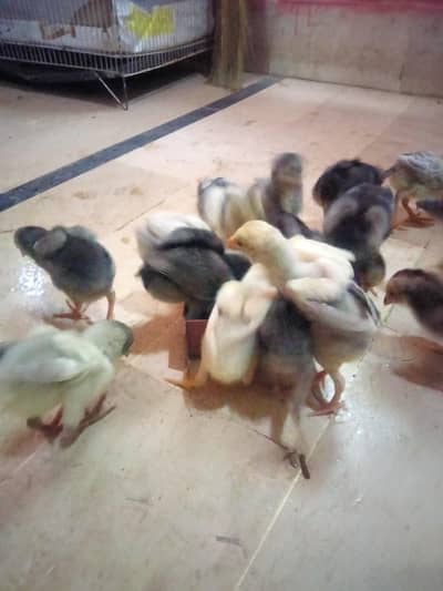 Aseel Chicks For Sale