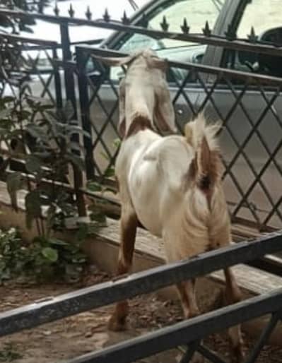 Bakra for Eid Qurbani