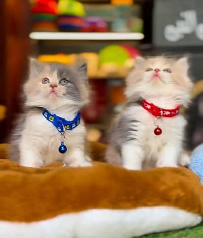 Persian Cat Billi Persian Kitten 3 kot Cat baby  0з48/O29/O146 ωtsp