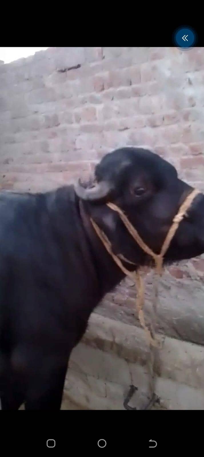 Katta 8mun safi gosht 1