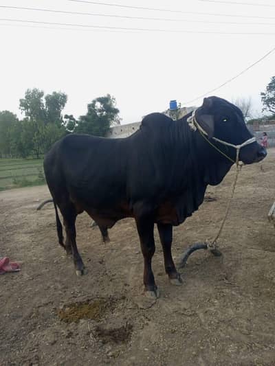 bulls for sell