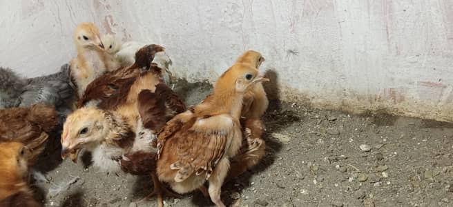 parrot beak Cross ma ha rir chicks han or bantam chicks