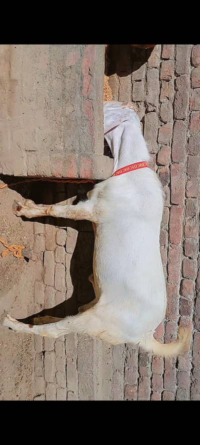 Rajanpuri Bakra