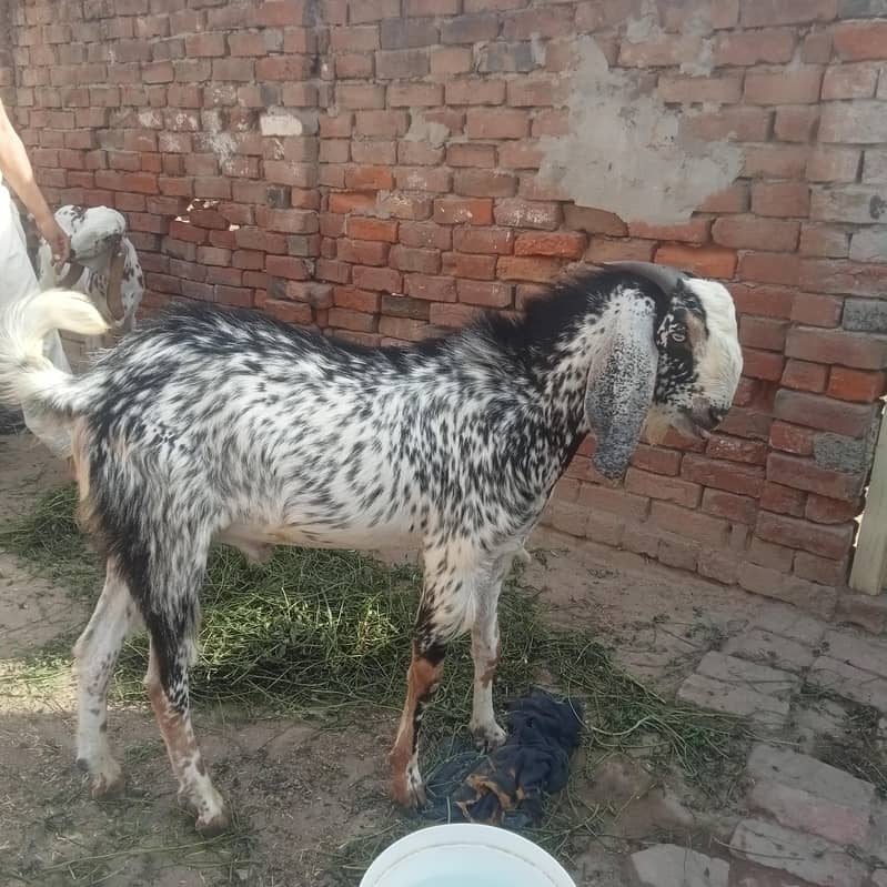 Bakra 0