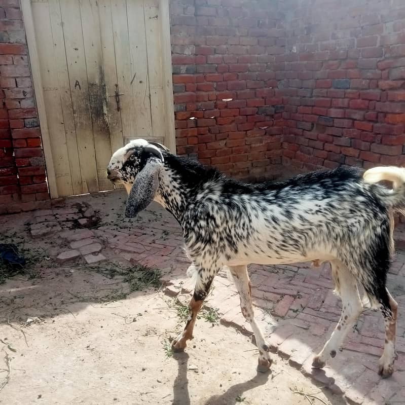 Bakra 1