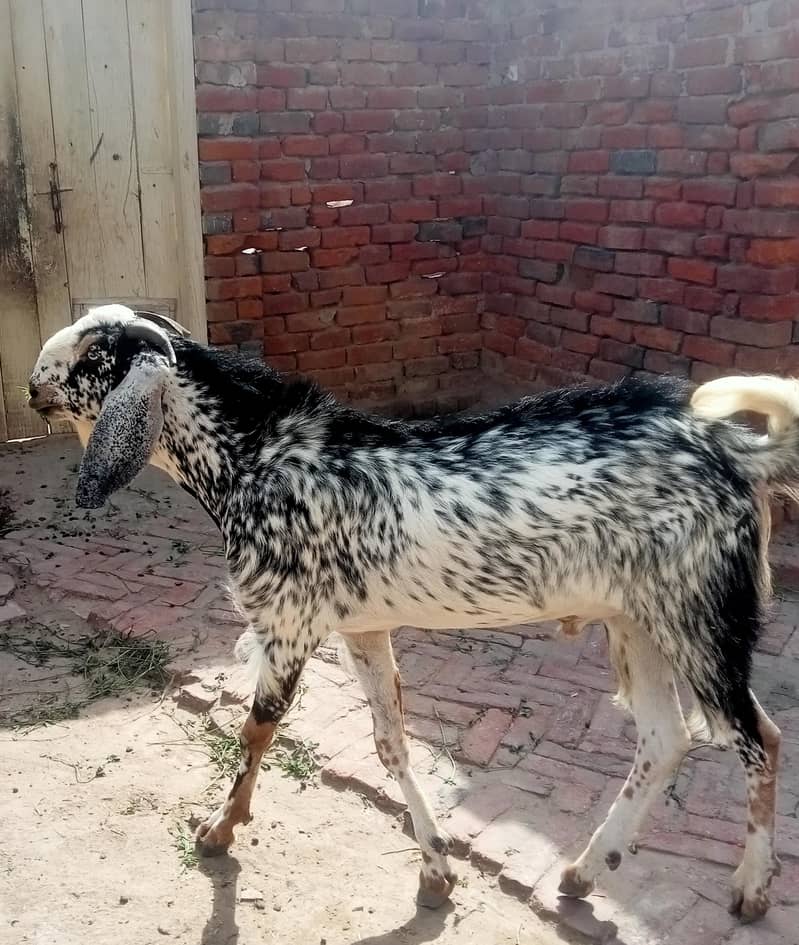 Bakra 2