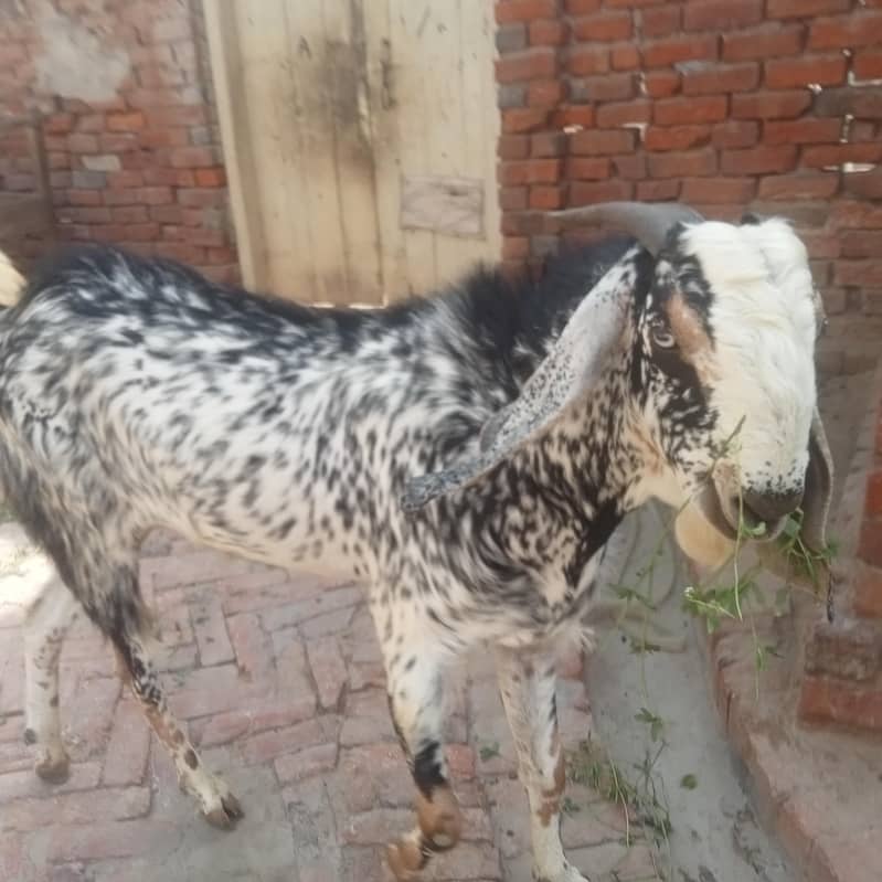 Bakra 3