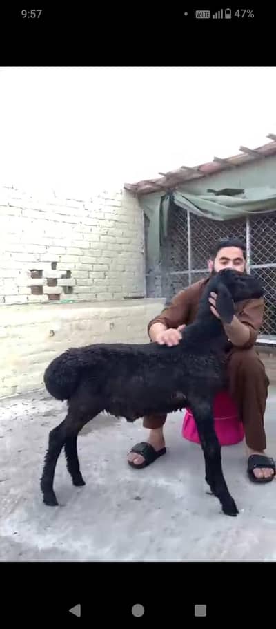 Pura turkey dumba