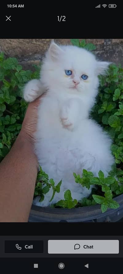 Triple coat
