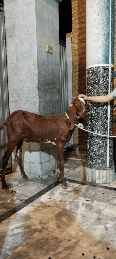 Donda Khassi Bakra for sale