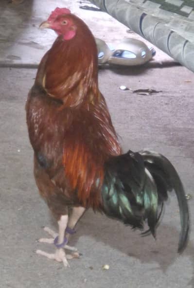 seal Murga Mianwali ka Ghar Ki pali morgi dasi