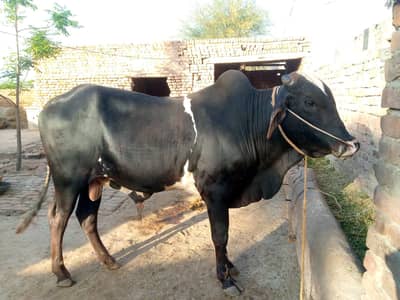 Healthy 4-Teeth l Bull for Sale – Strong & Active
