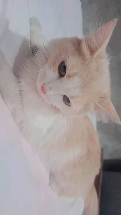 cat for sale