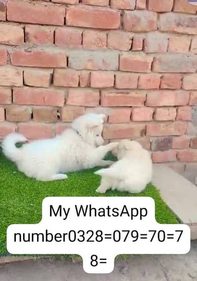 Russian puppy dog for sale