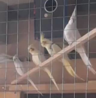 Cocktail Colony for Sale