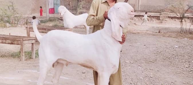 Gulabi Bakra Qurbani ke Liye For Sale/__03228068418