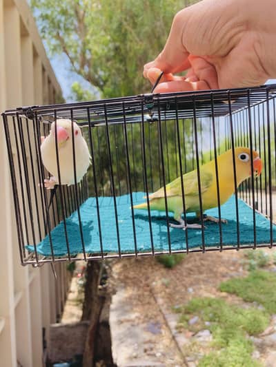 Albino into pastelino parent with 4 chicks with dna