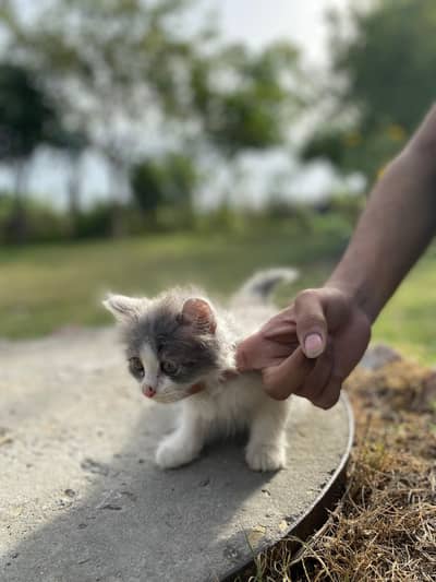 Persian cat kitten cute and playful kittens looking for a loveing home