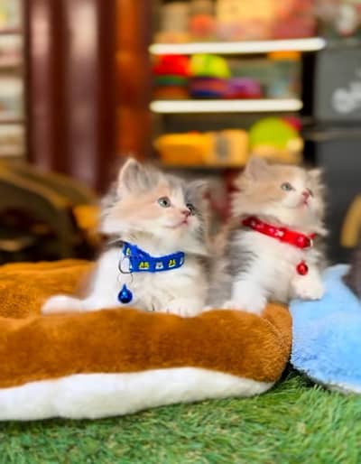 Persian Cat Billi Persian Kitten 3 kot Cat baby  0з48/O29/O146 ωtsp