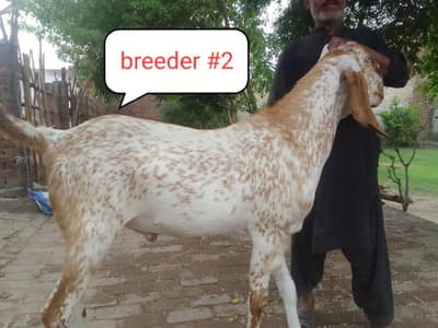 makki china goat
