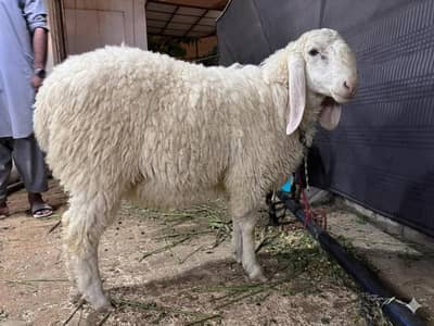 Sheep/Dumba
