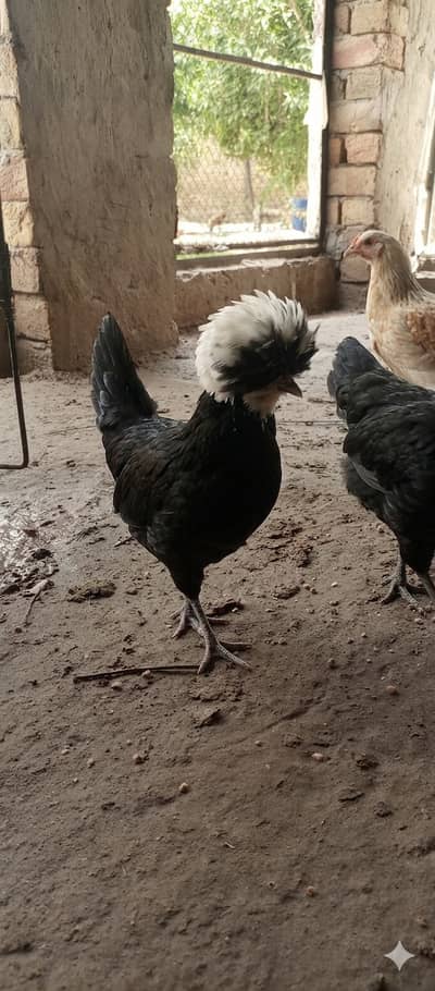 Polish males 40 days old black pure breed