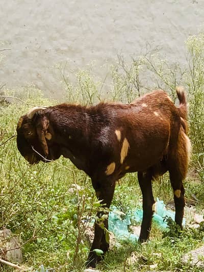 قربانی کے بکرے