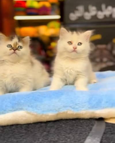 Persian Cat Billi Persian Kitten 3 kot Cat baby  0з48/O29/O146 ωtsp
