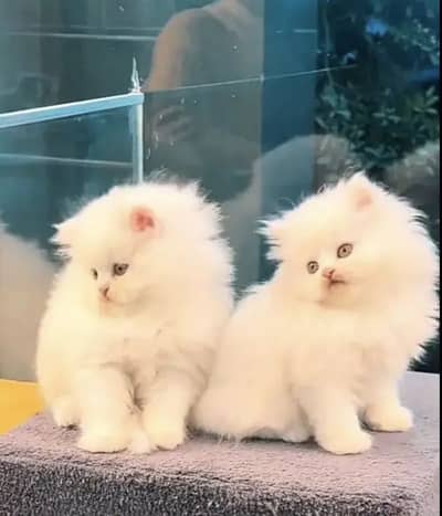 Persian Cat for sale My WhatsApp Number 03314189217 for sale
