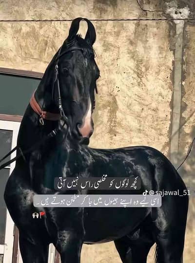 Syed Shabi
