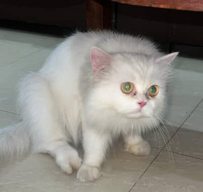 Beautiful White Persian