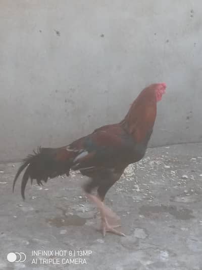 mianwali