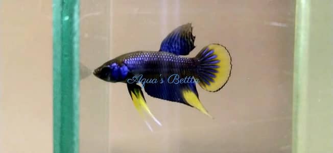 Betta Exotic Breed