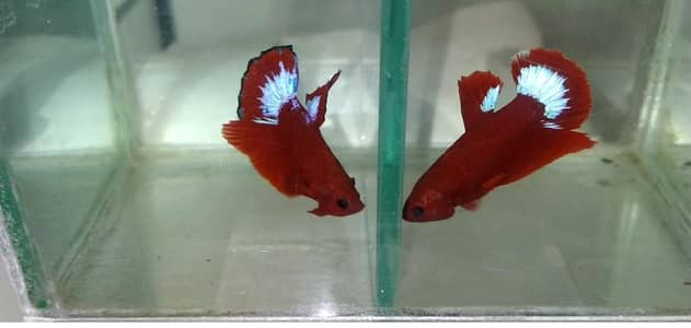 Betta Exotic Breed