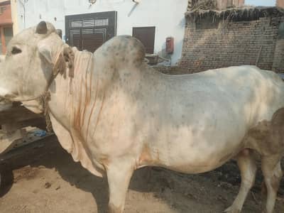 bull for sale