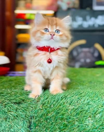 Persian Cat Billi Persian Kitten 3 kot Cat baby  0з48/O29/O146 ωtsp