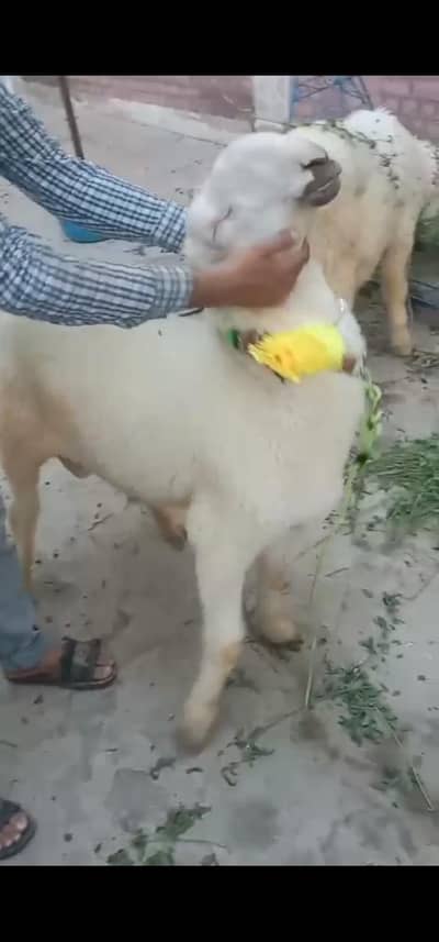 Mundra, Chatra, Kajla, Bakra, Dhumba