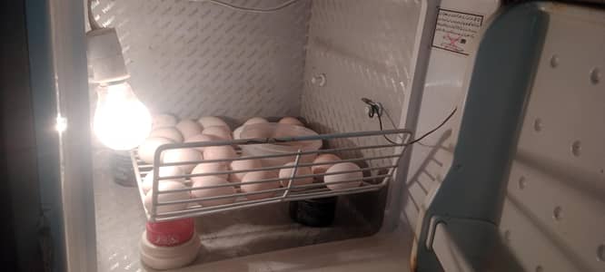 Need Fertile Eggs of Simple Asseel,