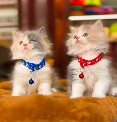 Persian Cat Billi Persian Kitten 3 kot Cat baby  0з48/O29/O146 ωtsp