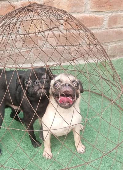 Pug dog / pug puppies / pug male puppy for sale