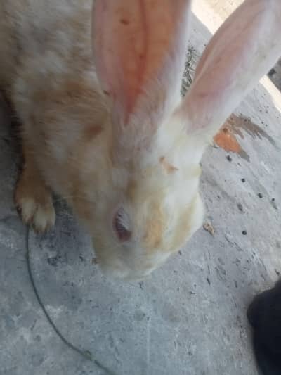 White and Brown