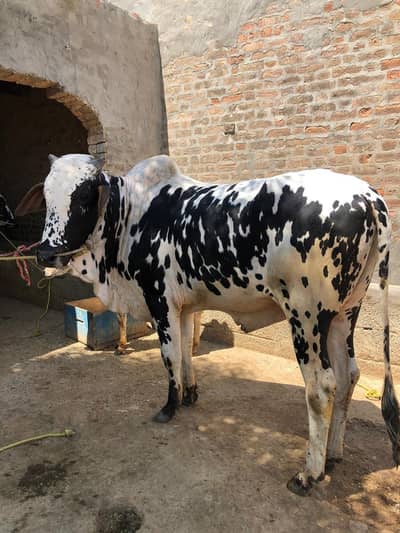 Bull for urgent sale